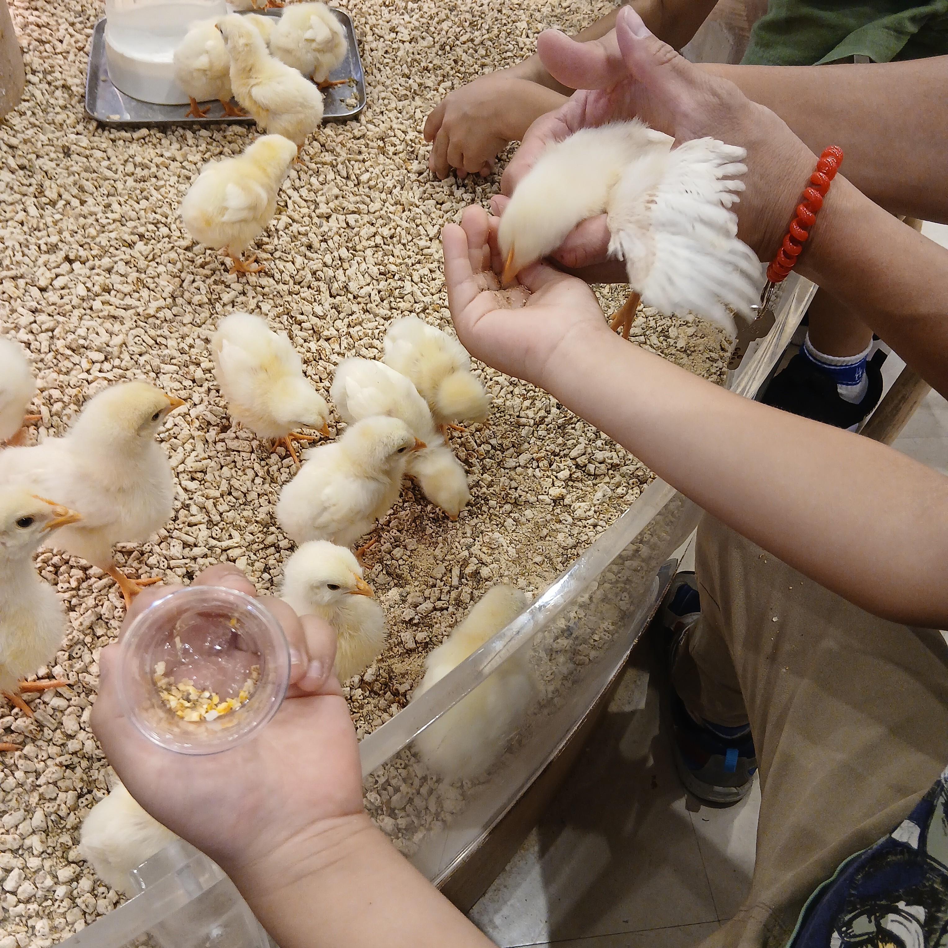 子どもたちの笑顔を引き出す豊かな体験